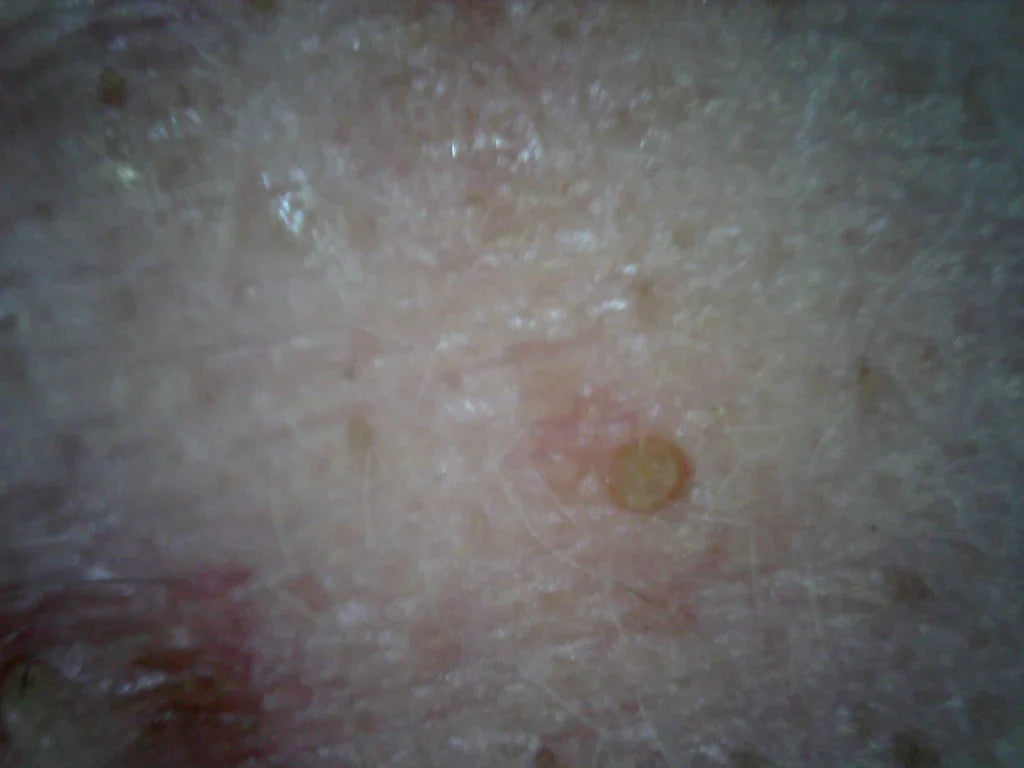 Supereyes B010 USB Digital Mikroskop Digitalmikroskop 1 bis 300-facher Vergrößerung mit LED-Beleuchtung und Stativ (Copy)