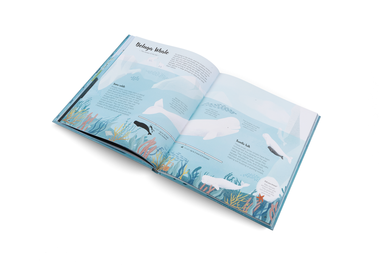 The World of Whales