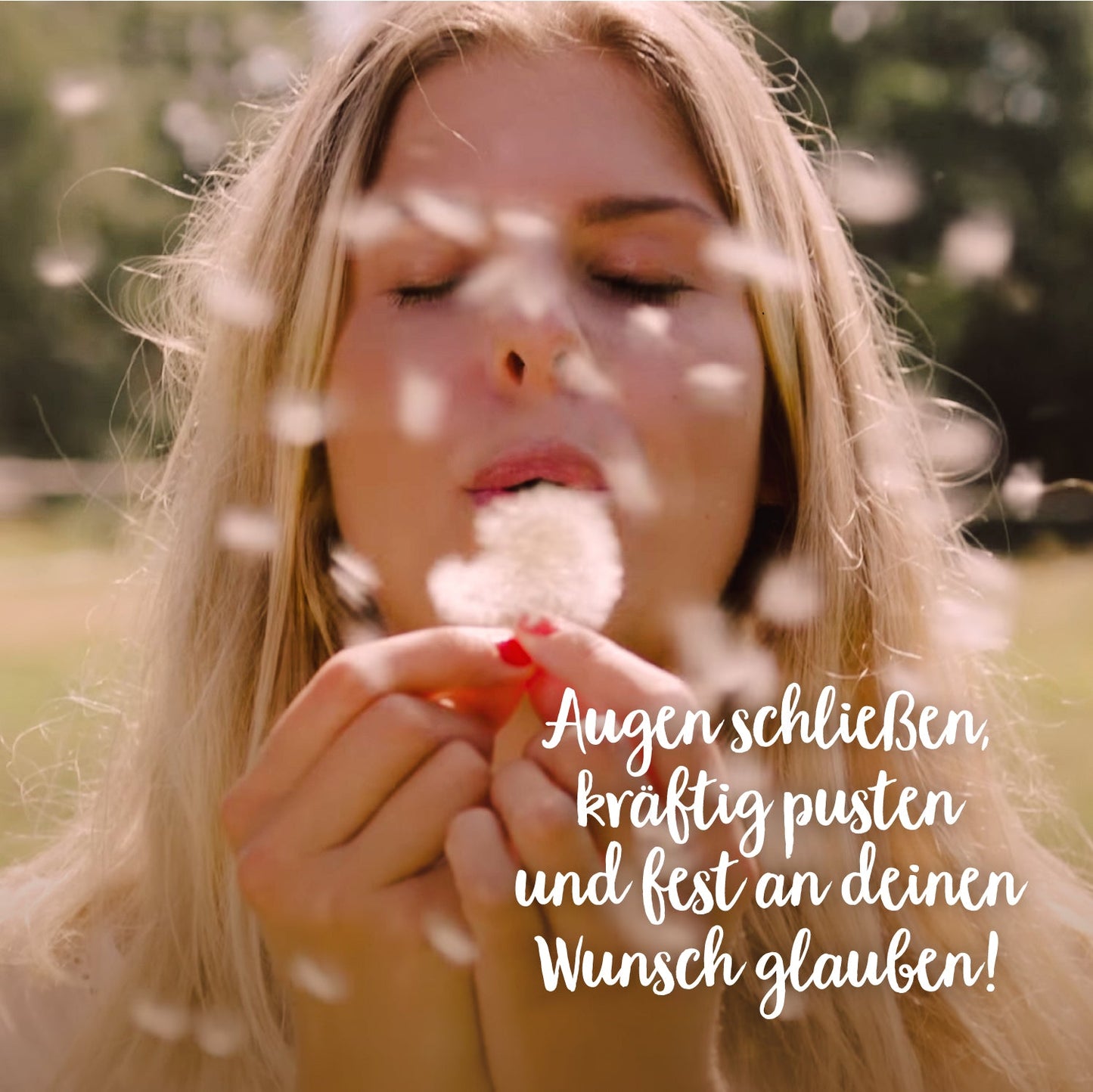 Big wish-fulfiller – dandelion in a glass