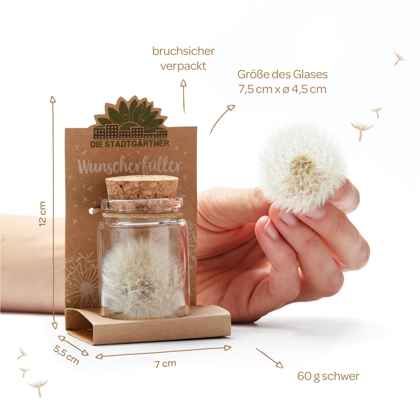 Big wish-fulfiller – dandelion in a glass