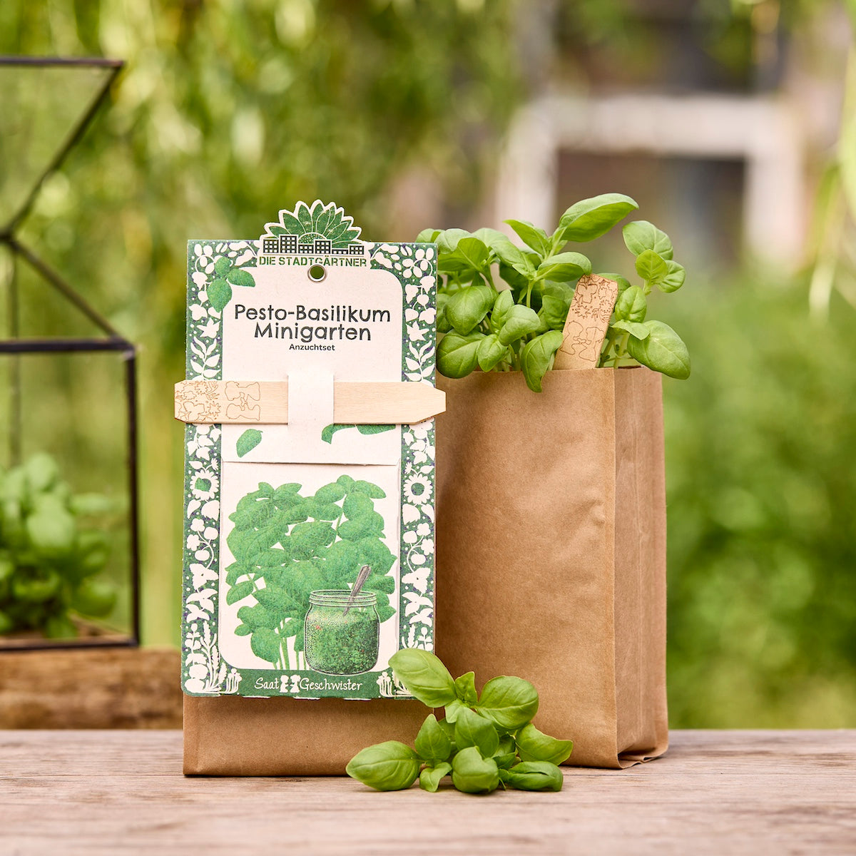 Growing kit – mini garden organic basil