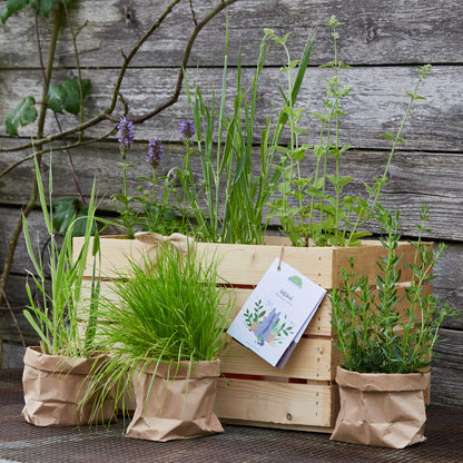 Herb box "Kittikat"