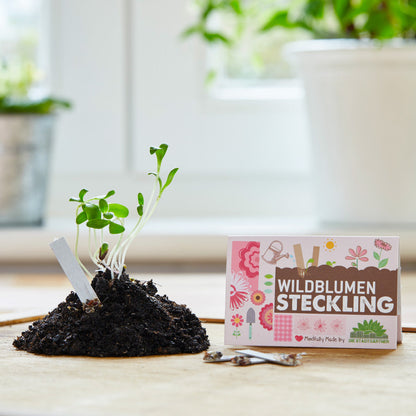 Seed cutting "Wildflowers"