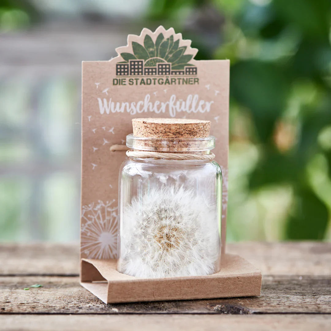 Big wish-fulfiller – dandelion in a glass