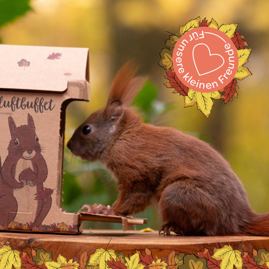 Open-air buffet for squirrels