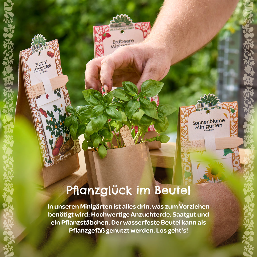 Growing kit – mini garden organic nasturtium