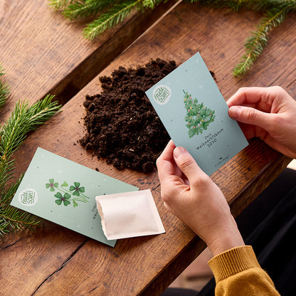 Spruce seeds "Christmas Tree 2030"