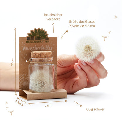 Big wish-fulfiller – dandelion in a glass