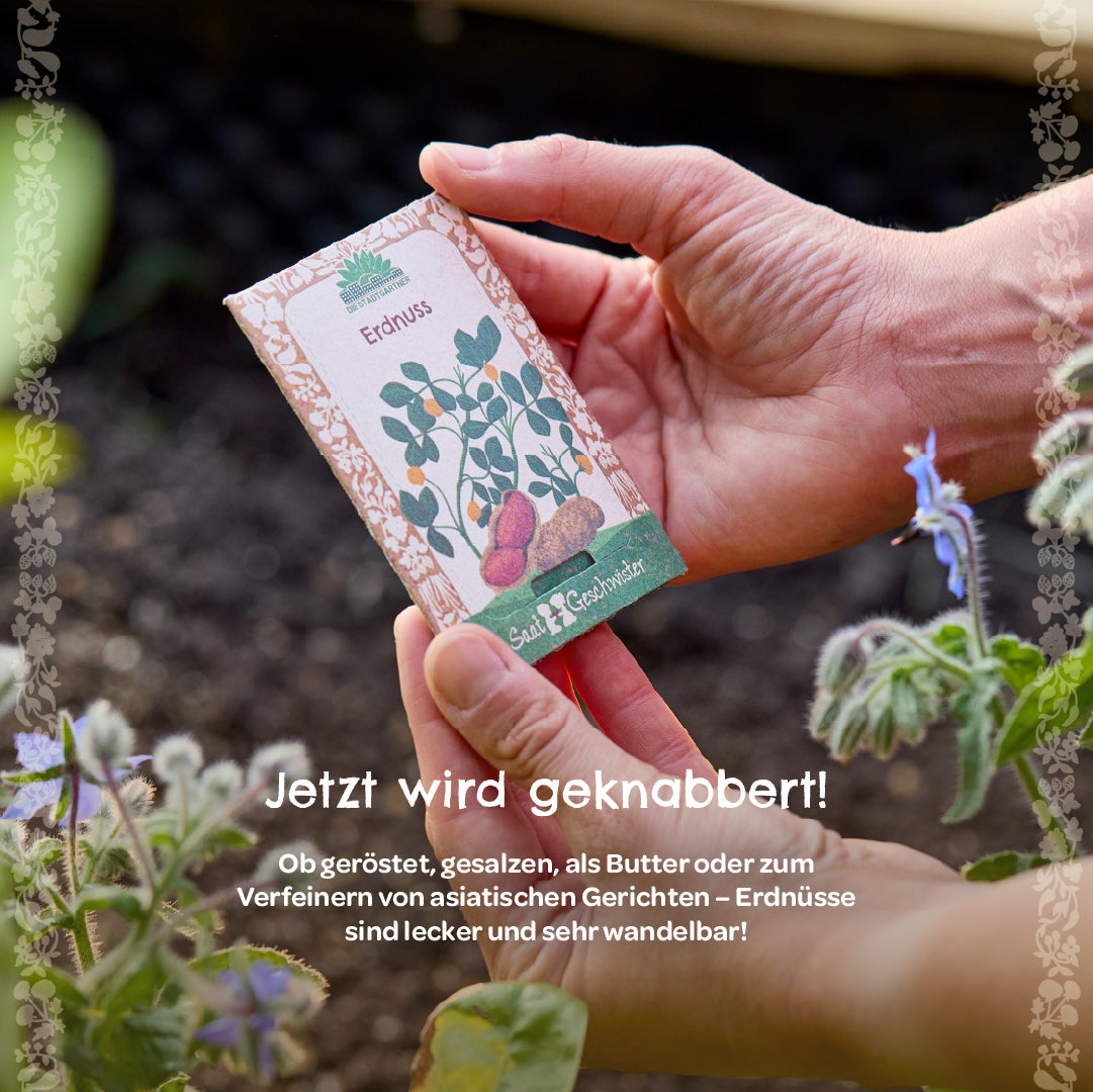 Peanut seeds