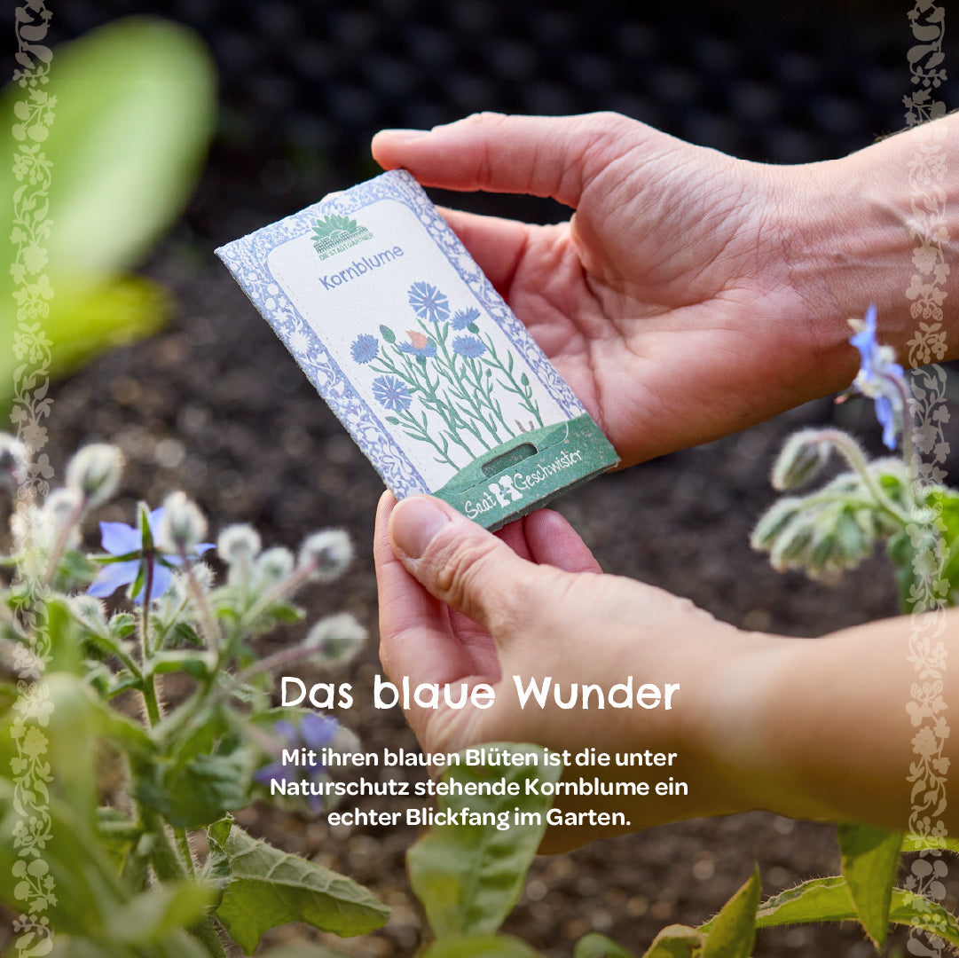 Organic cornflower seeds