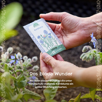 Organic cornflower seeds